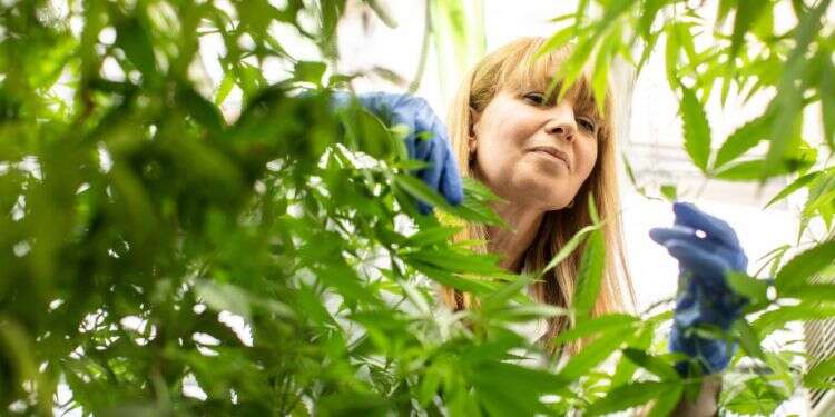 פרופ' חננית קולטאי. צילום: אבישג שאר-ישוב הפטנטים מבוססי הקנאביס שישנו את עולם הרפואה