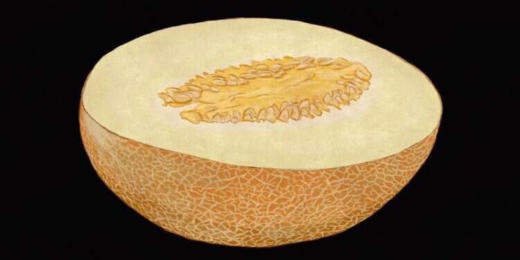 איור: שרון ארדיטי