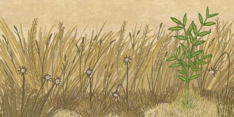 מגפה פוקחת עיניים