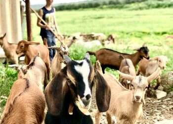 המעז מנצח: עסק משפחתי בעקבות החלום