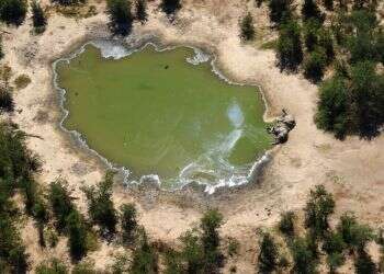 בוטסואנה: מאות פילים מתו באופן פתאומי ומסתורי