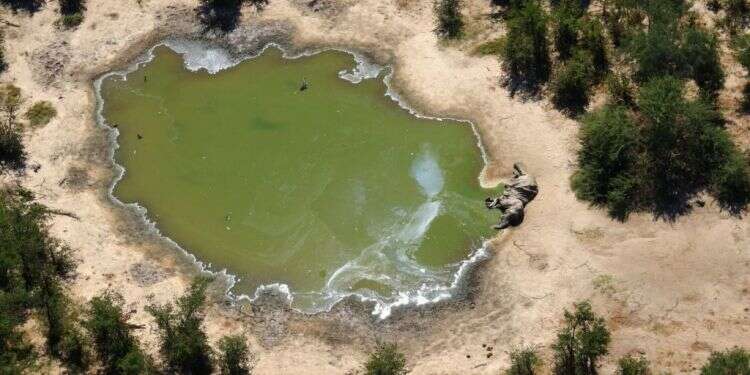 אחד הפילים שנמצאו מתים בבוטסואנה. צילום: AFP בוטסואנה: מאות פילים מתו באופן פתאומי ומסתורי