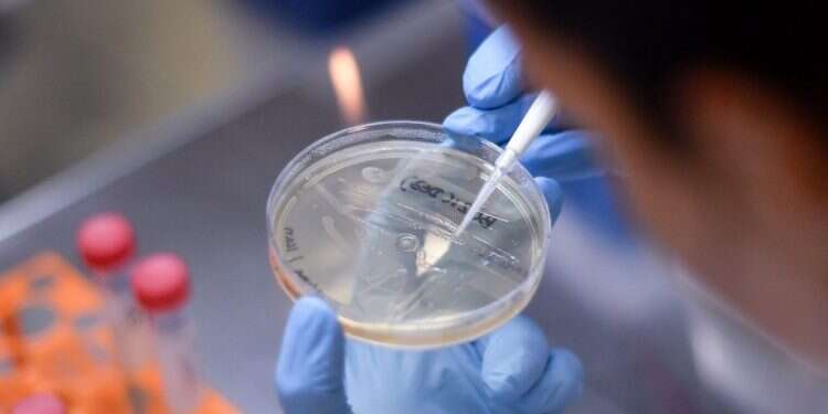 צילום: AFP המרוץ לחיסון: בקהילה המדעית מסתמנת אופטימיות