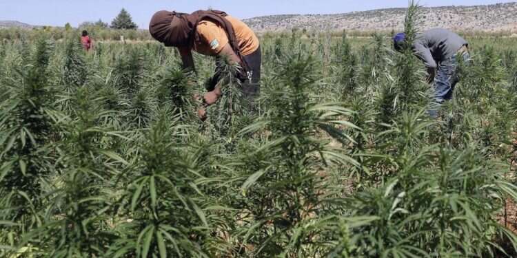 מטע קנביס בלבנון, 2018. צילום: AFP משבר הקנאביס בלבנון מאיים על חיזבאללה