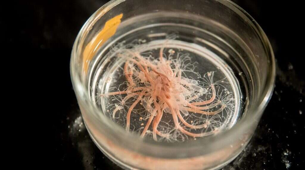 צילום: יונתן זינדל, פלאש 90