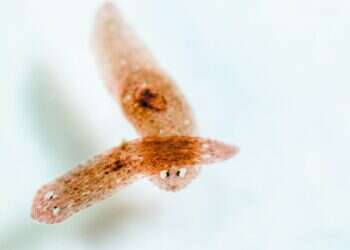 מהפכה של צמיחה: שושנות הים שיסייעו לנצח את הסרטן