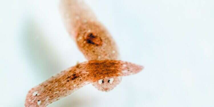 תולעים. צילום: שאטרסטוק מהפכה של צמיחה: שושנות הים שיסייעו לנצח את הסרטן