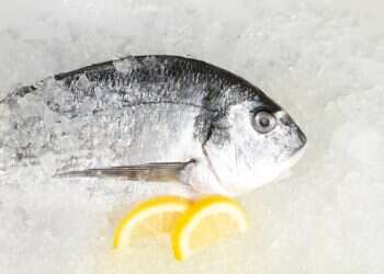 היו שלום ותודה על המצוננים: כך תרכשו דג במחיר סביר