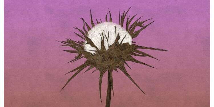 איור: שרון ארדיטי איור: שרון ארדיטי