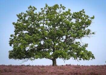 כי האדם עץ השדה?