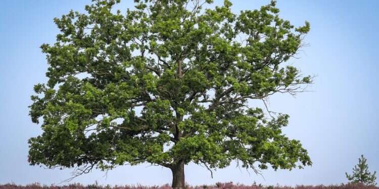 כמו העץ, גם האדם צומח, גדל וצמא למים. צילום: EPA כי האדם עץ השדה?