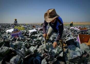 האבטלה בשיא, ושר החקלאות מבקש עוד עובדים זרים