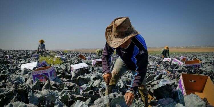 עובדים זרים בחקלאות בנגב. צילום: יניב נדב, פלאש 90 האבטלה בשיא, ושר החקלאות מבקש עוד עובדים זרים