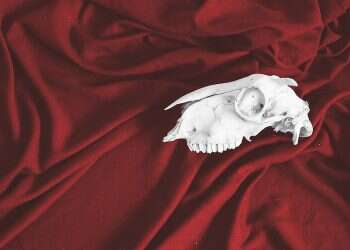 תערובת ז'אנרים: לראות את הקולות