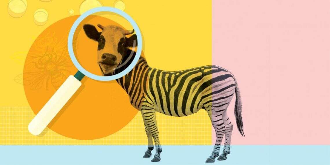 צילומים: שאטרסטוק הפרה שהתחפשה וחתול בתמונת הפרופיל: שישה מחקרים קצת אחרים