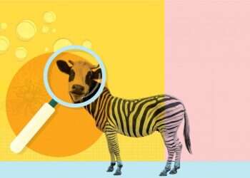 הפרה שהתחפשה וחתול בתמונת הפרופיל: שישה מחקרים קצת אחרים