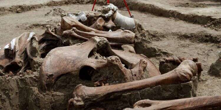 בית קברות לממותות התגלה בבניית נמל תעופה במקסיקו