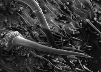 מדענים: עץ אוסטרלי אכזרי מפריש "רעל דמוי רעל עקרבים"