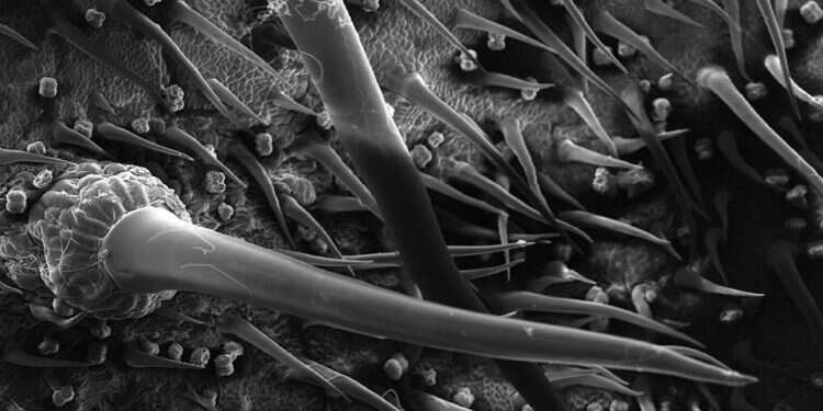 מדענים: עץ אוסטרלי אכזרי מפריש "רעל דמוי רעל עקרבים"