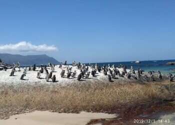 פינגווינים בדרום־אפריקה כשההורים שלי יצאו לטיול מסביב לעולם במשך שלוש שנים