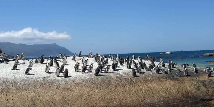 פינגווינים בדרום־אפריקה כשההורים שלי יצאו לטיול מסביב לעולם במשך שלוש שנים