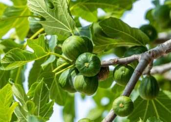 מחלוקת אבות ובנים: בין רשב"ג לרבי יהודה הנשיא