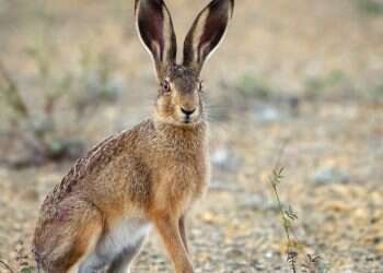 למה לארנבת שחורת הזנב יש אוזניים גדולות כל כך?