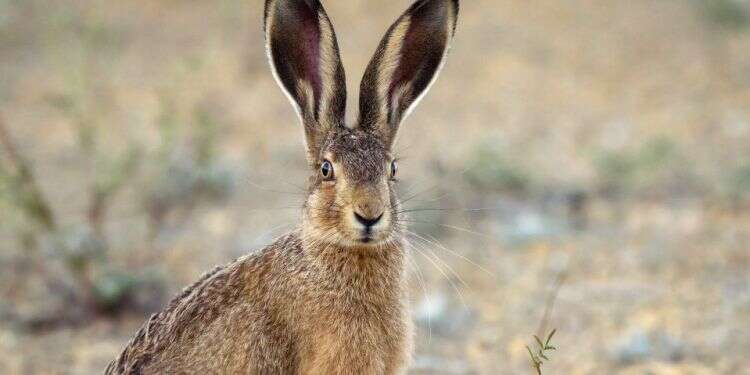 למה לארנבת שחורת הזנב יש אוזניים גדולות כל כך?