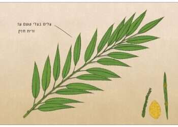 איור: שרון ארדיטי