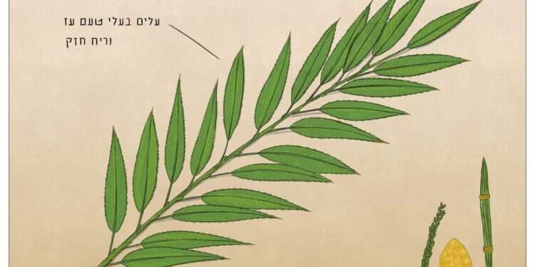 איור: שרון ארדיטי