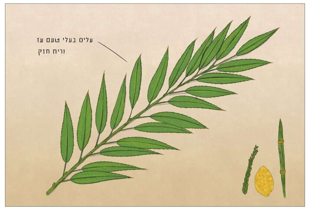איור: שרון ארדיטי