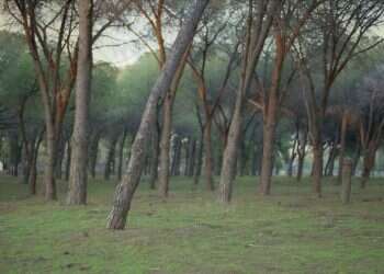 משירי שבעת הרועים