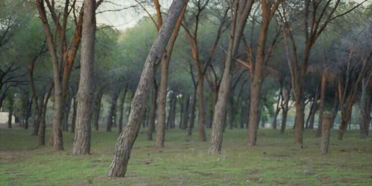 רונית פורת, משירי שבעת הרועים