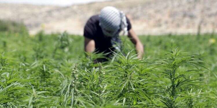 פועל בשדה קנאביס בעמק בקאע בלבנון. צילום: AFP כסף מלוכלך: המאבק במקורות הפיננסיים של חיזבאללה מצליח