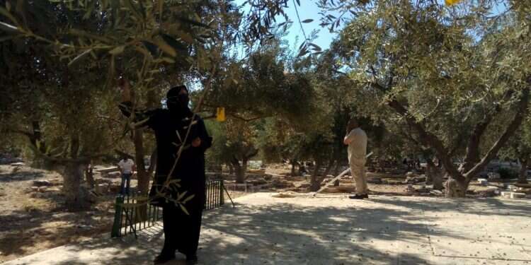 למרות הסגר, מסיק בהר הבית בשבוע שעבר שווים פחות: עולי הר הבית מול המפגינים בבלפור