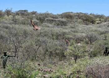 על הגובה: כשיורד מבול בקניה לג'ירף יש יתרון
