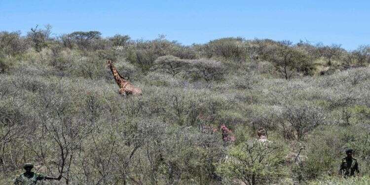 ג'ירף רועה באי בקניה, בעוד פקחי קרן שדות המרעה הצפוניים משגיחים בין השיחים. צילום: טוני קרומבה, AFP על הגובה: כשיורד מבול בקניה לג'ירף יש יתרון