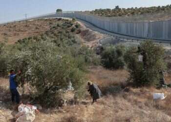 לא נעים להכיר: הארגון מאחורי ההתפרעות במסיק הזיתים