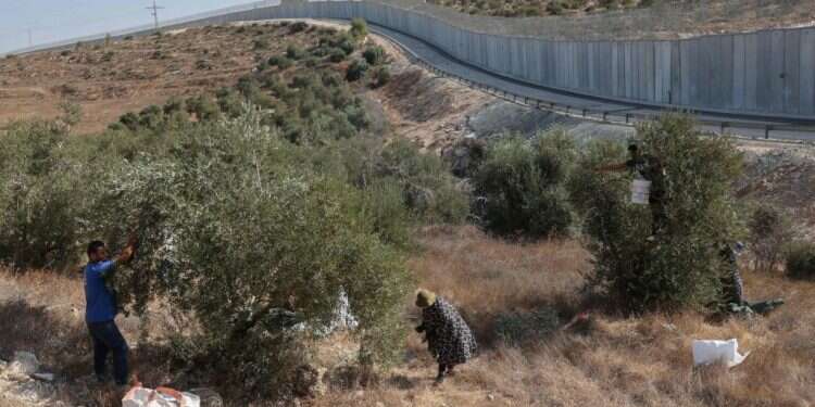 מסיק זיתים. צילום: AFP לא נעים להכיר: הארגון מאחורי ההתפרעות במסיק הזיתים