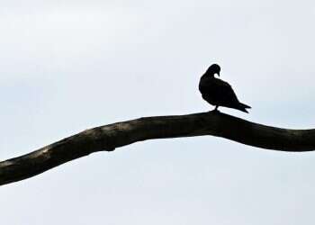 אחלום על יונה קטנה עיקשת. צילום: AFP יונה קטנה עיקשת: התקווה לשלום שיגיע