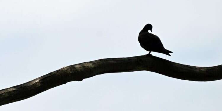 יונה קטנה עיקשת: התקווה לשלום שיגיע
