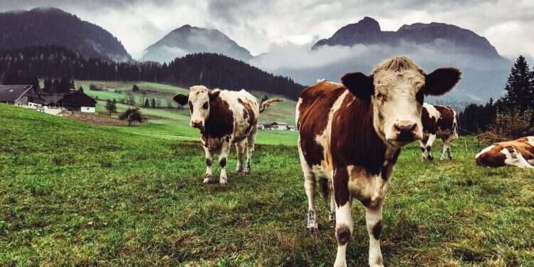 אחד היונקים הנפוצים בעולם אחרי האדם. מרעה פרות בהרי האלפים. צילום: גטי אימג'ס