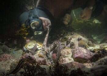 האם לתמנונים יש רגשות?