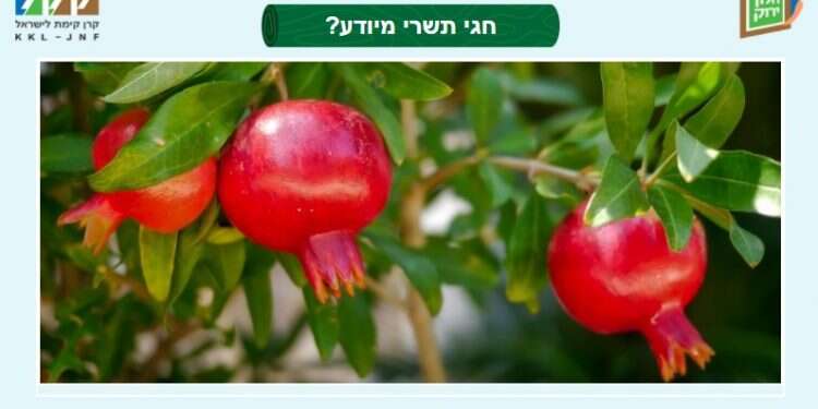 אחת הפעילויות באתר קק קק"ל מציגה: כך תעבירו את חול המועד בכיף