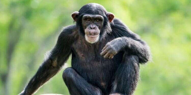 שימפנזה. צילום: שאטרסטוק חמישה דברים שלא ידעתם על שימפנזים