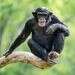 חמישה דברים שלא ידעתם על שימפנזים