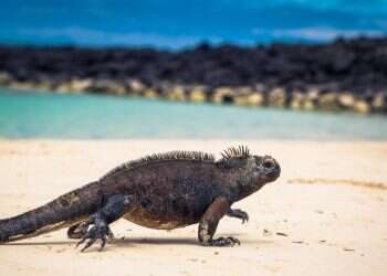 ריחות של שינוי: המחקר הישראלי שיציל את האטמוספירה