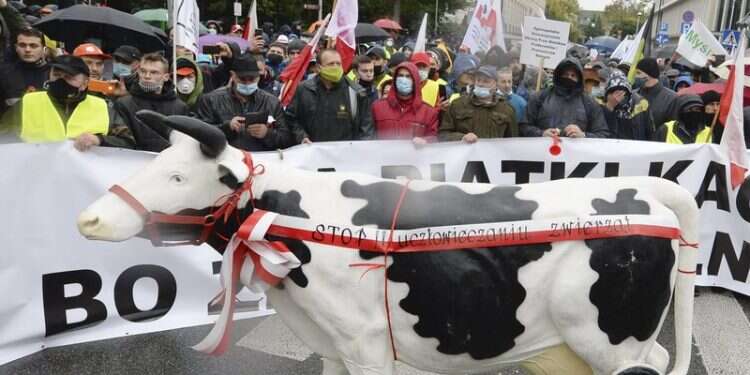 הפגנה נגד איסור שחיטה בפולין. צילום: AP ייצוא בשר כשר מפולין צפוי להיפסק בשנת 2025