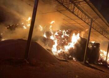 הצתות, גנבות ודמי חסות: הטרור החקלאי מכה בצפון