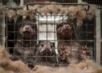 הניסיון הישראלי שכשל להפוך למעצמת פרווה